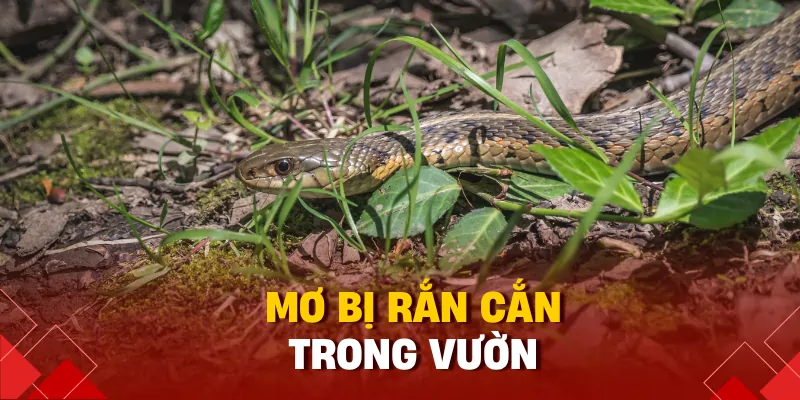 Mơ bị rắn cắn trong vườn